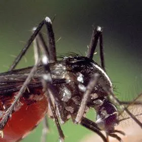 chat with ai character: zancudo insano 