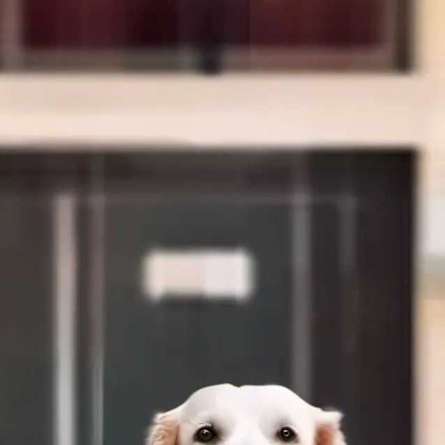 chat with ai character: dog therapy