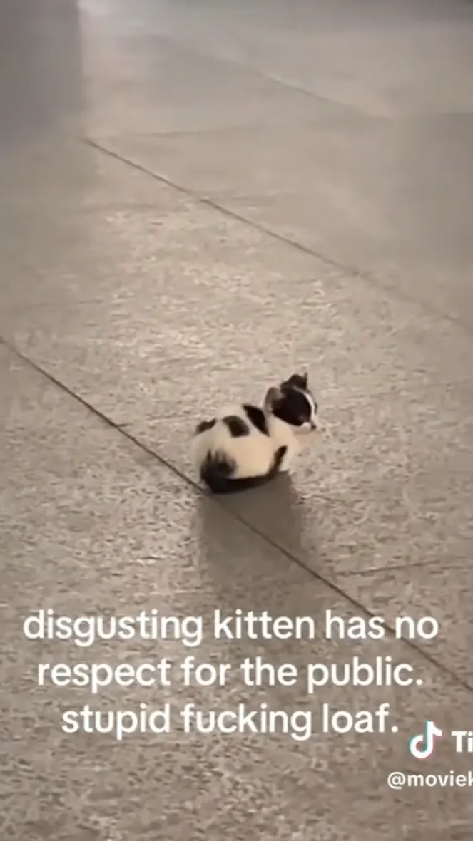ai character: Subway kitten background