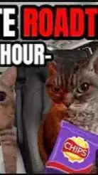 ai character: Cat Meme Roadtrip background