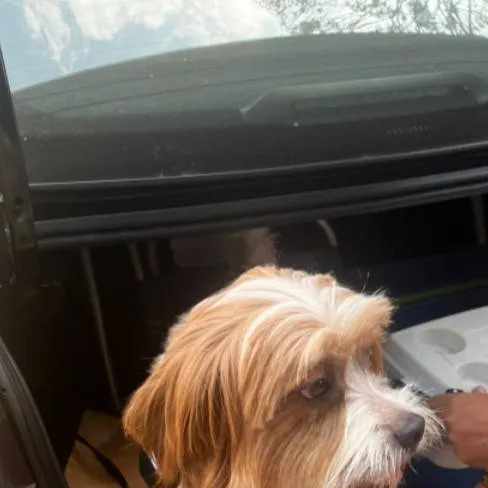 chat with ai character: Nino