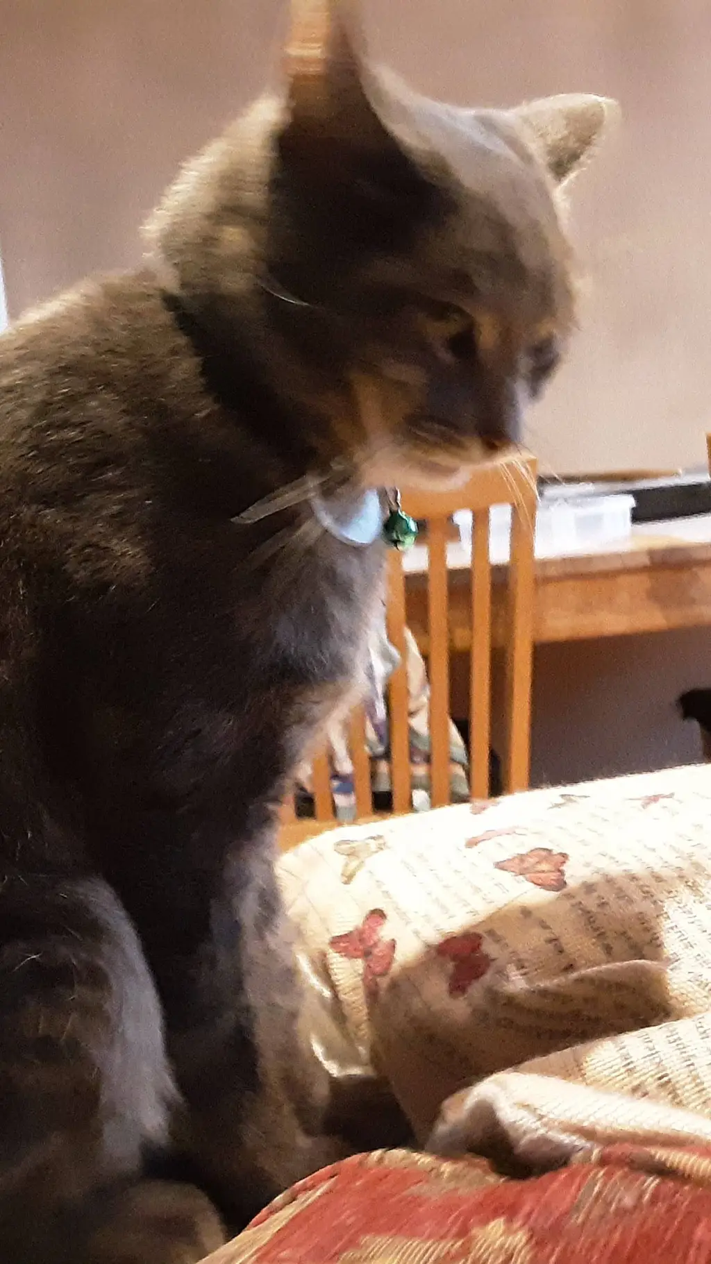 ai character: meow background