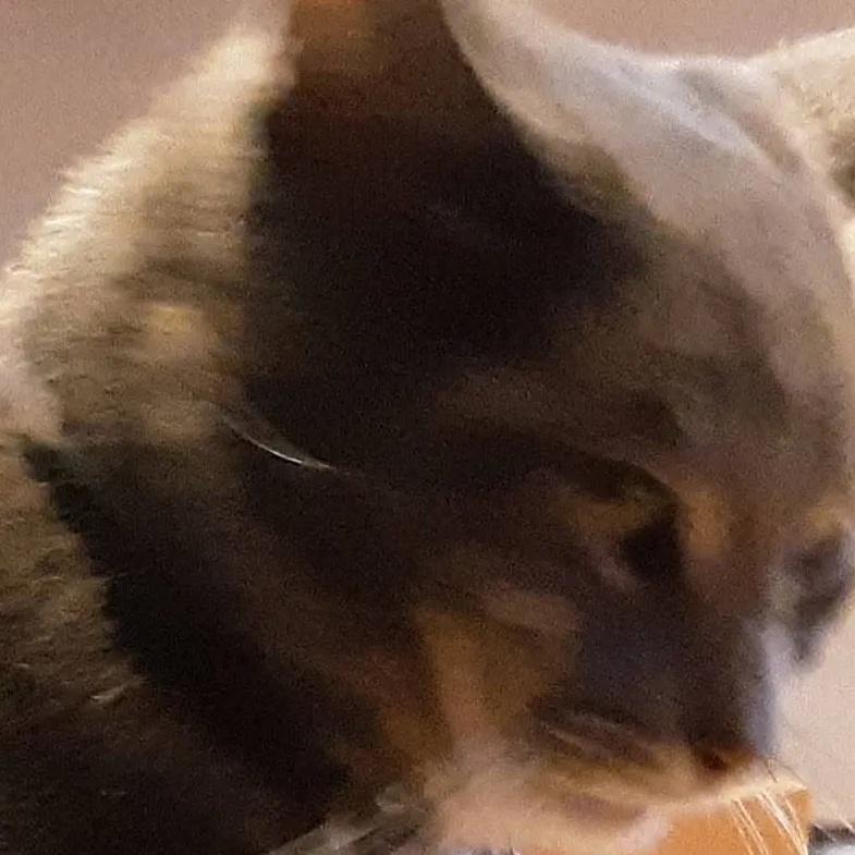 chat with ai character: meow