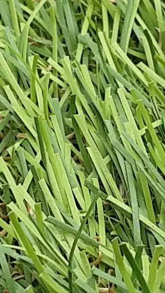 ai character: . background