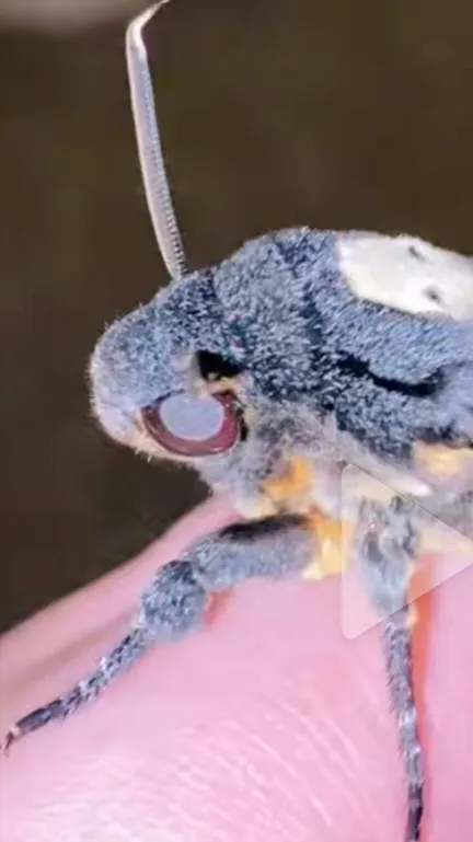 ai character: Deaths head moth￼ background