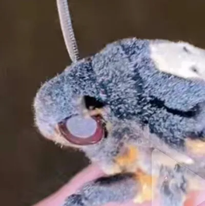 chat with ai character: Deaths head moth￼