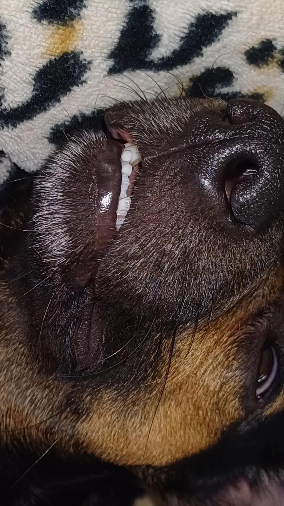 ai character: a funny dog background