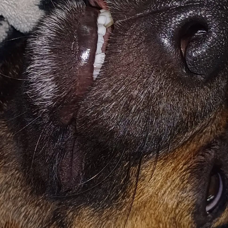 chat with ai character: a funny dog