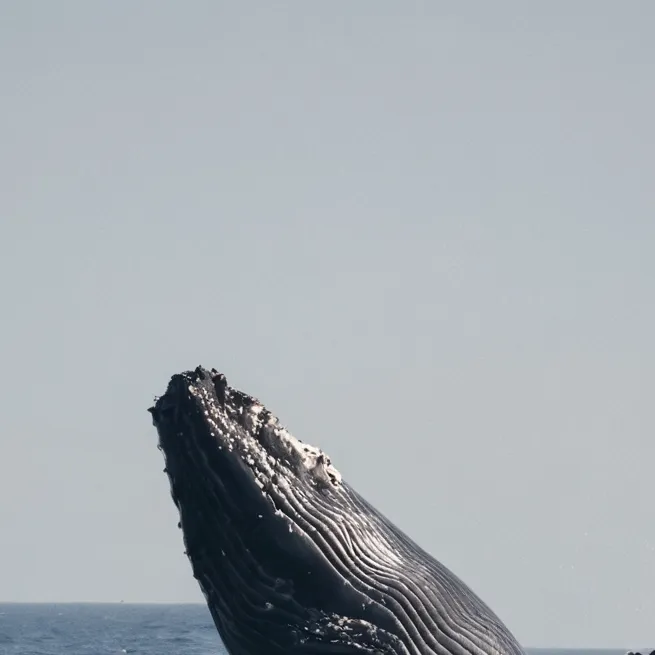 chat with ai character: Ocean Parasite 