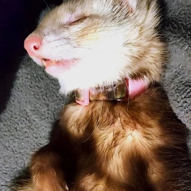 chat with ai character: Baby Ferret 