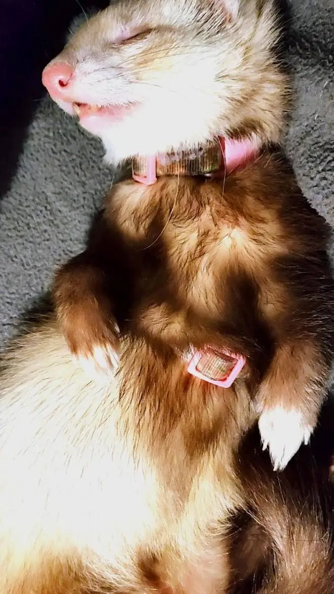 Talkie AI - Chat with Baby Ferret 