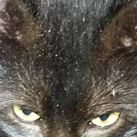 chat with ai character:  es tu gato 