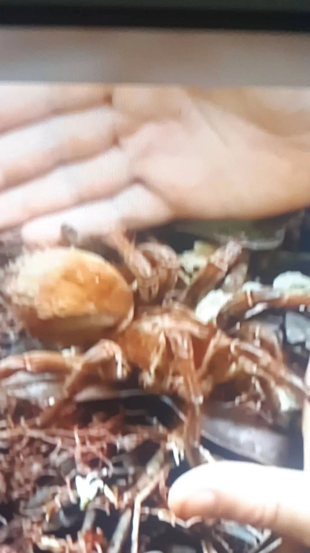 ai character: tarantula golliat  background