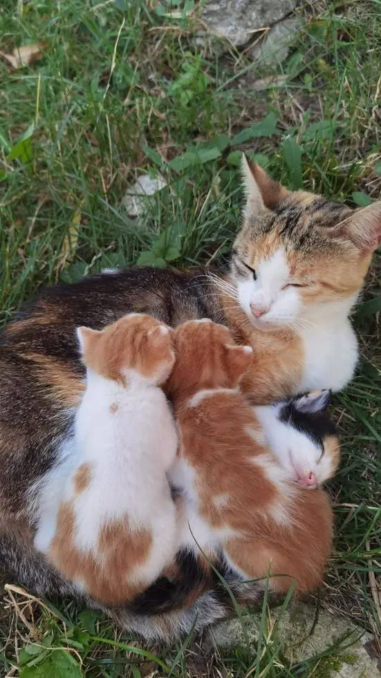 ai character: Mama gata background