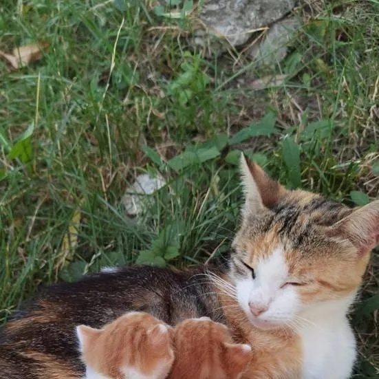 chat with ai character: Mama gata