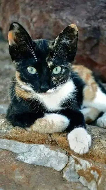 ai character: Ember background