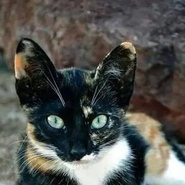 chat with ai character: Ember