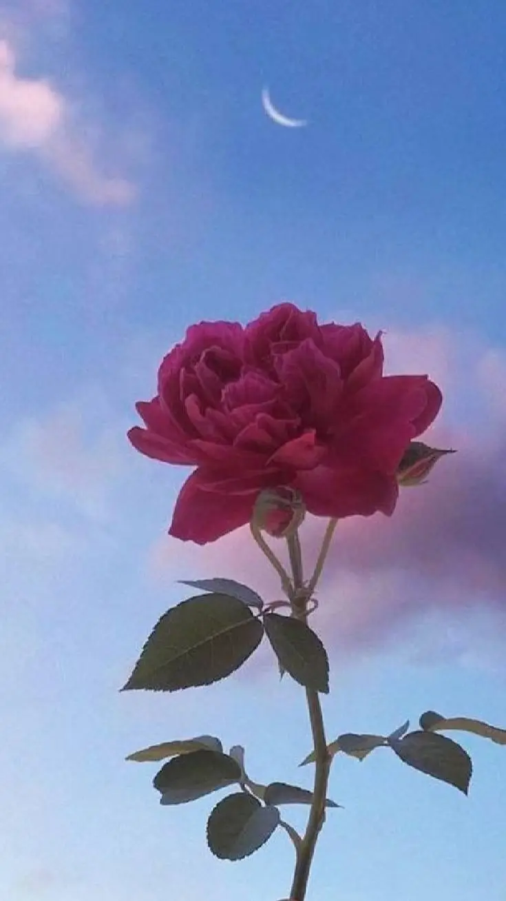 ai character: hashria  trianing background