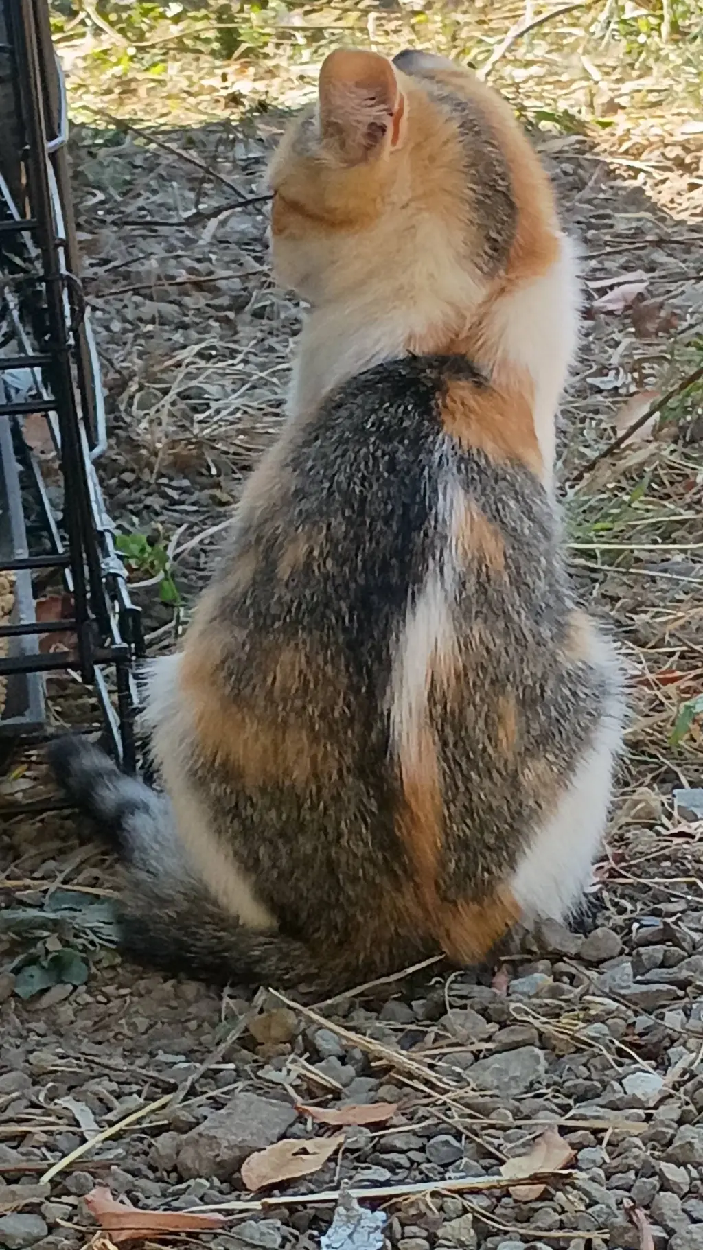 ai character: peaches  background