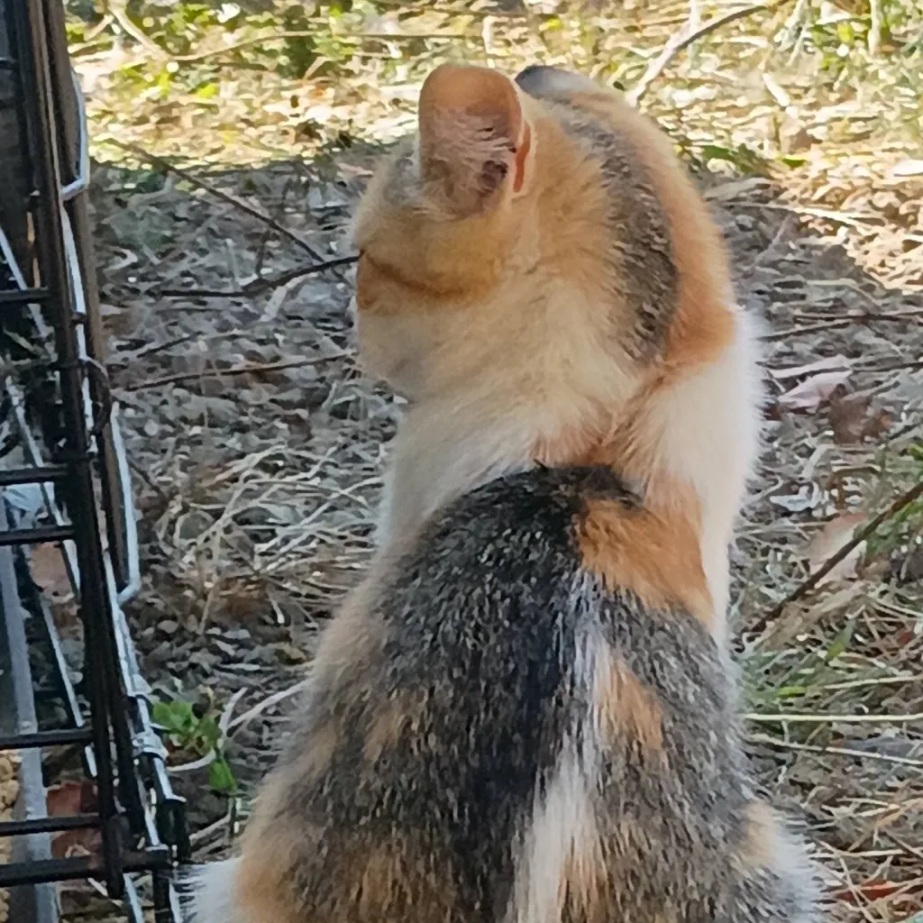 chat with ai character: peaches 