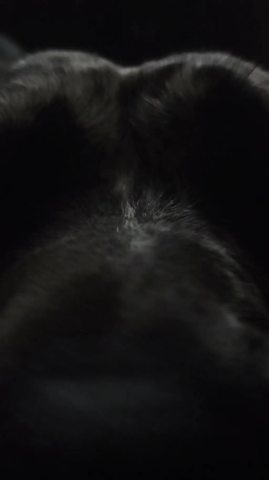ai character: STORMY🐕 background