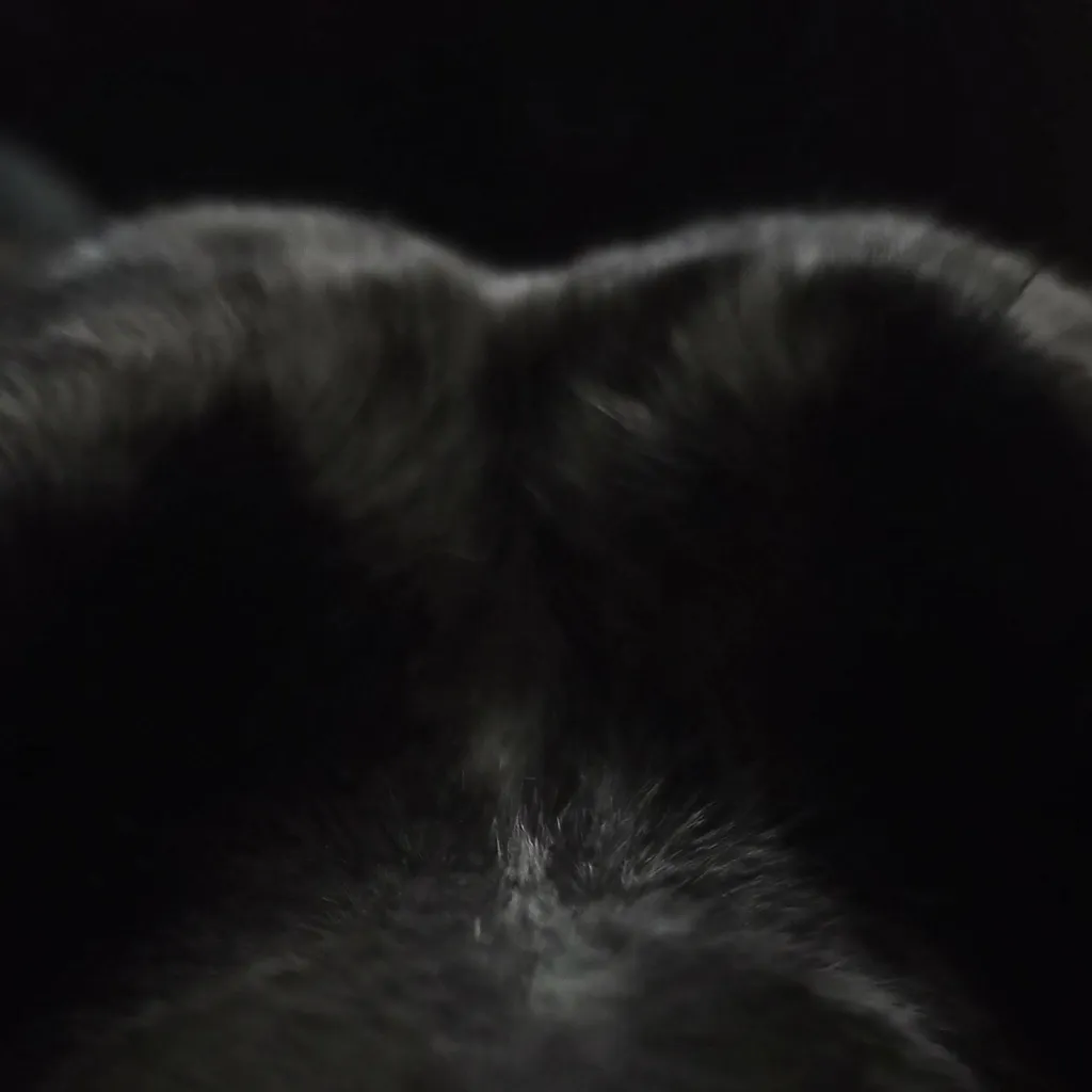 chat with ai character: STORMY🐕