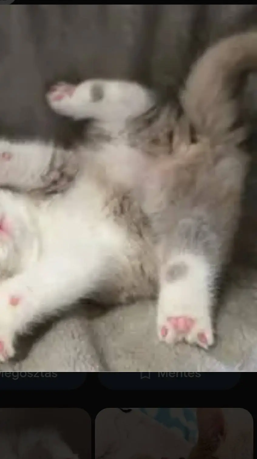 ai character: kitten background