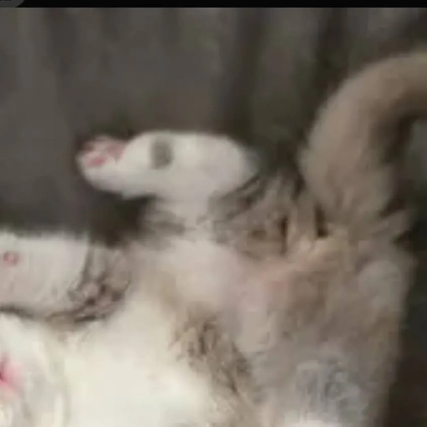 chat with ai character: kitten