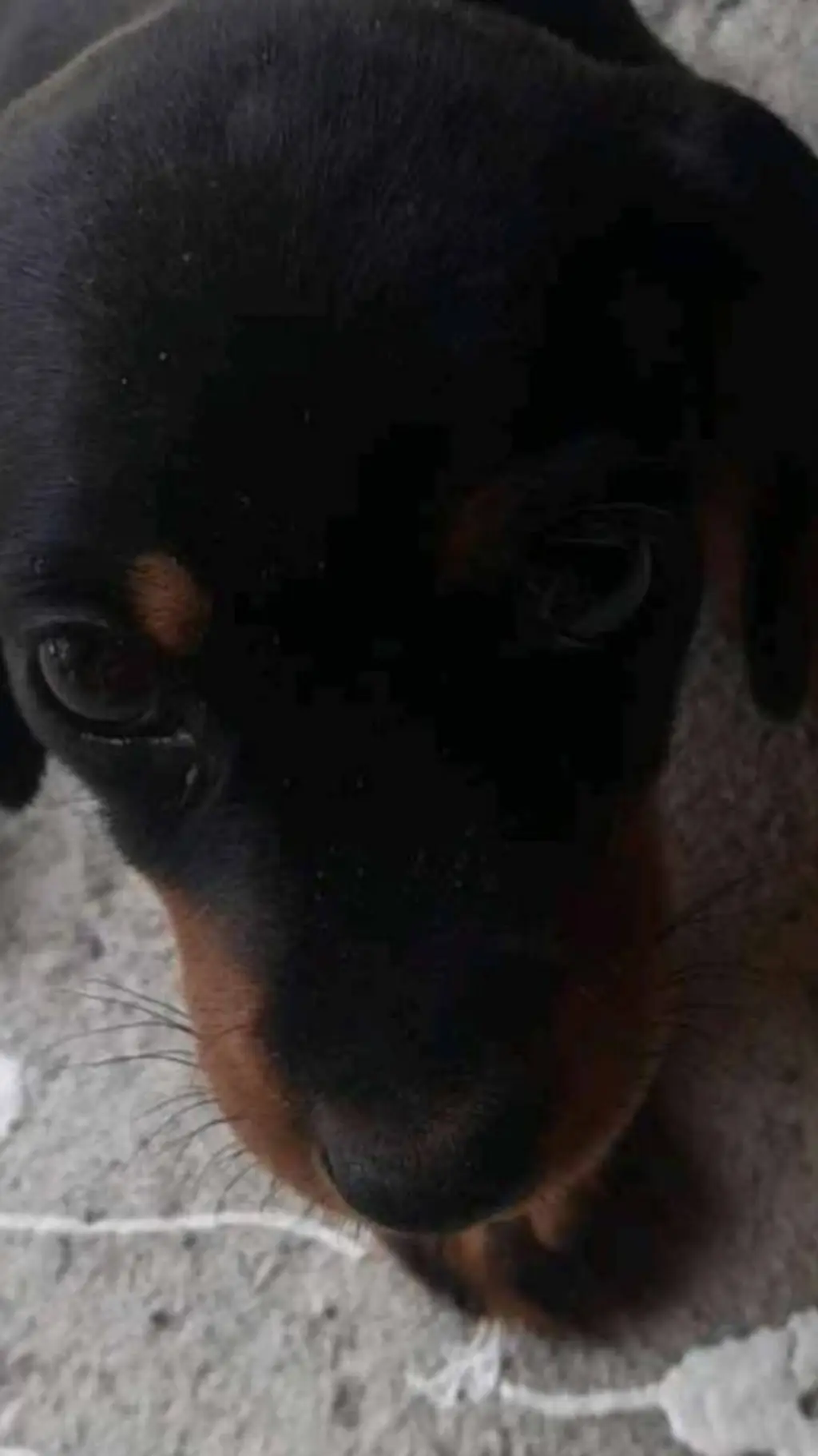 ai character: 🇭🇺picúr a tacsi🇭🇺 background