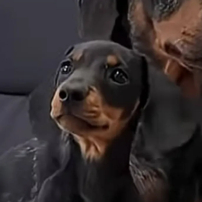 chat with ai character: 🇭🇺artúr🇭🇺