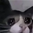 chat with ai character: gato triste
