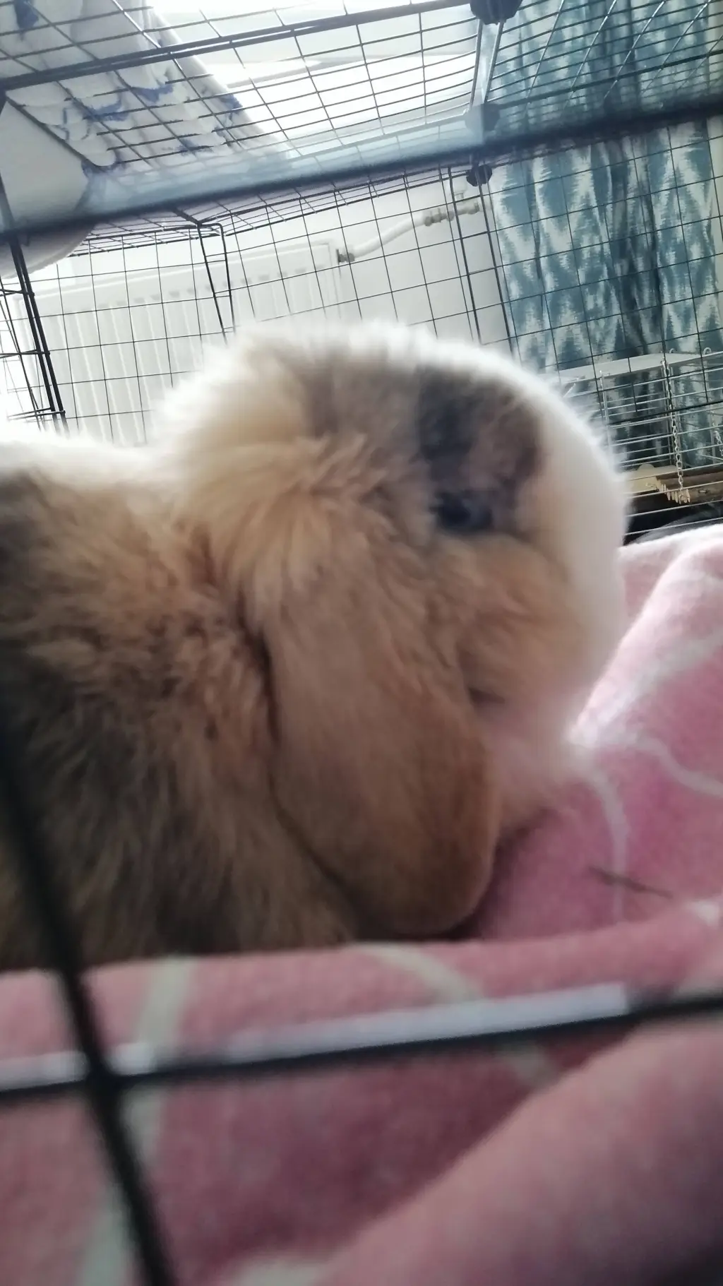 ai character: My rabbit background