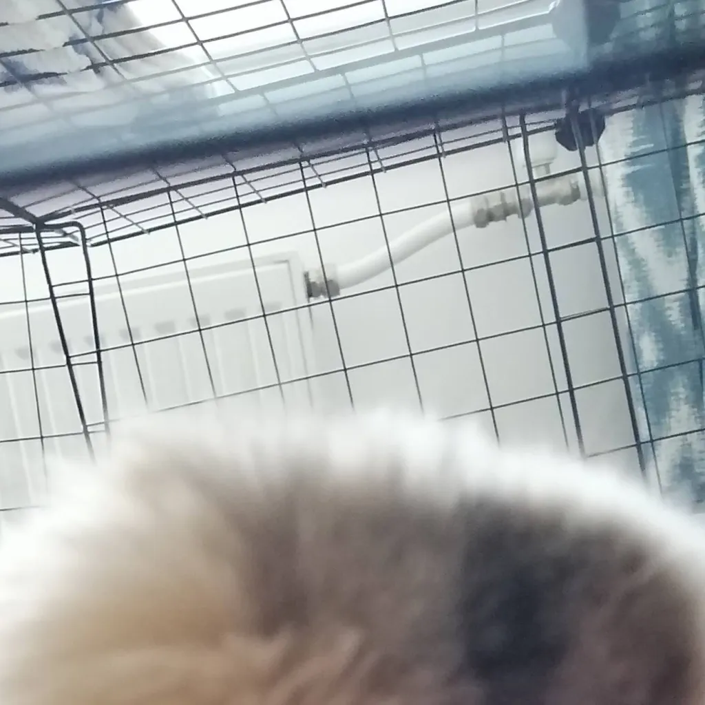 chat with ai character: My rabbit