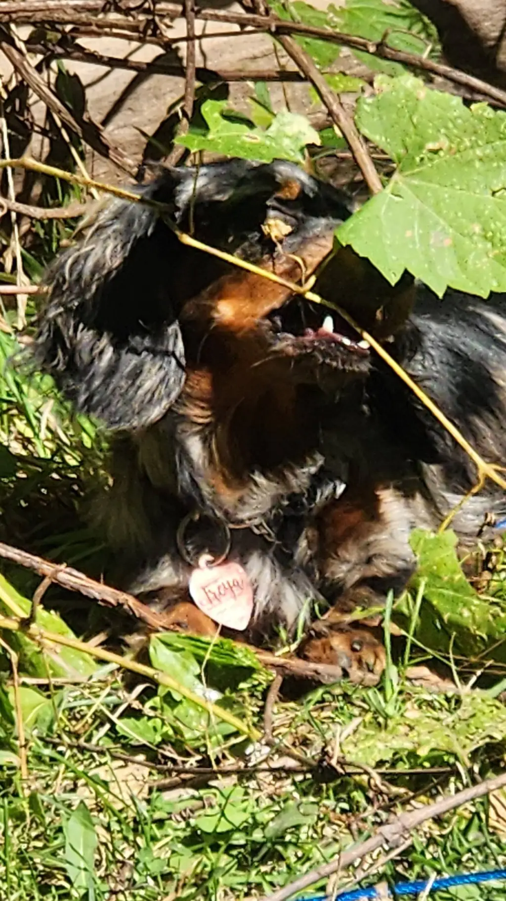 ai character: freya background