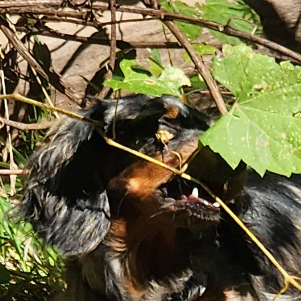 chat with ai character: freya