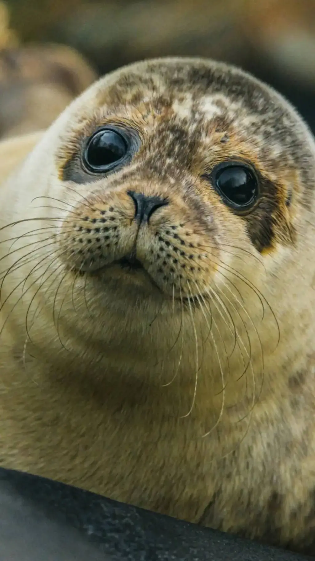 ai character: seal background