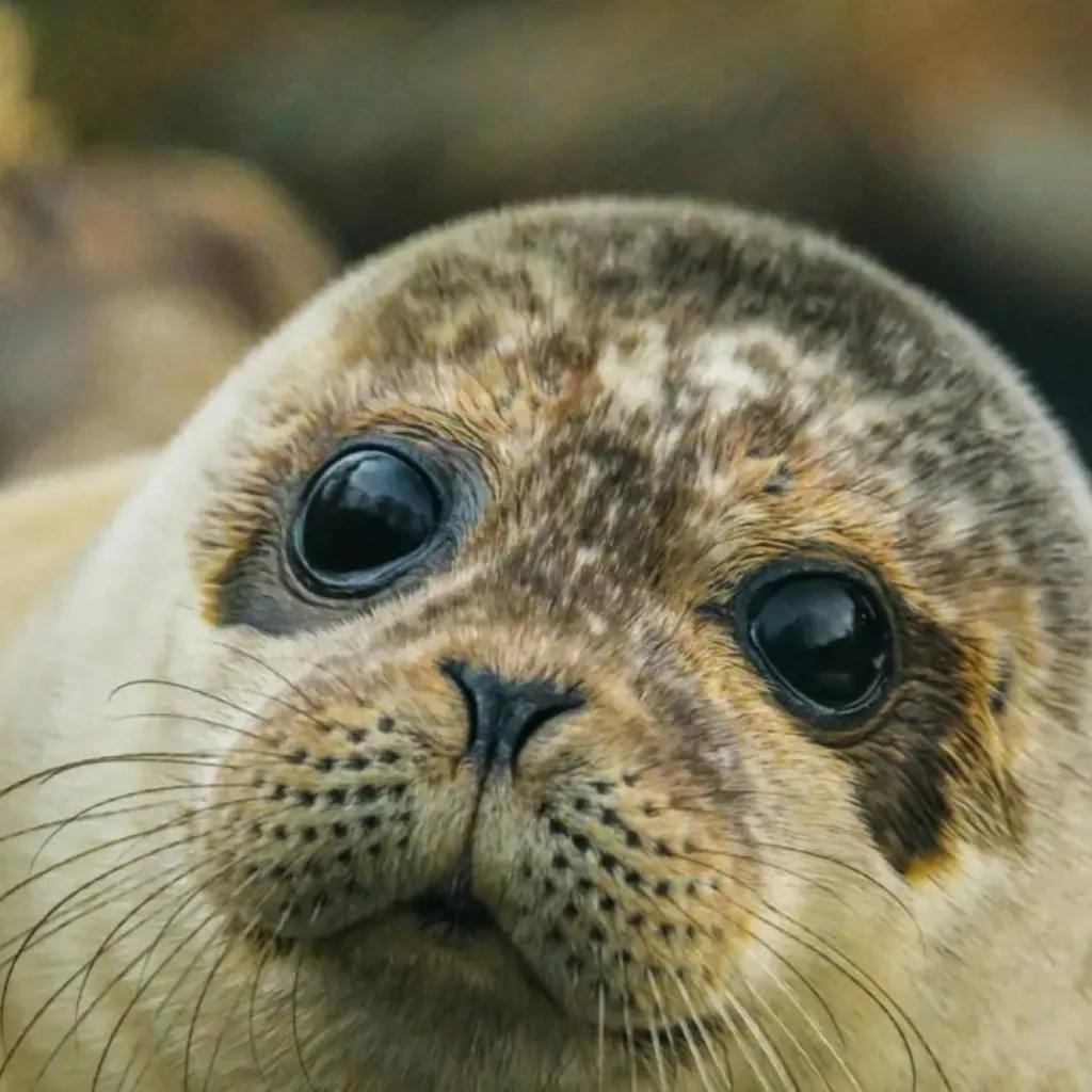 chat with ai character: seal