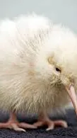 ai character: kiwi background