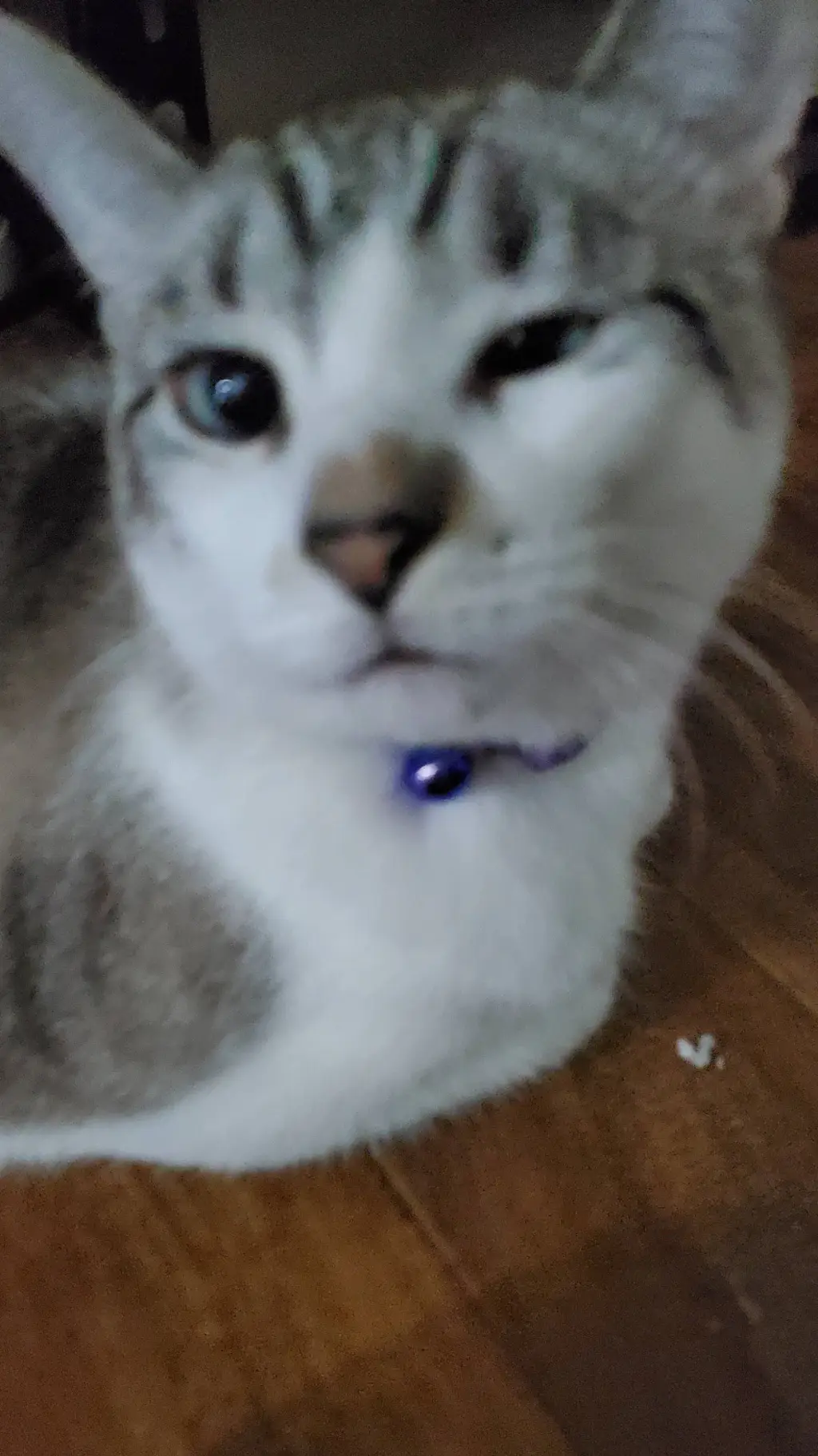 ai character: cat background