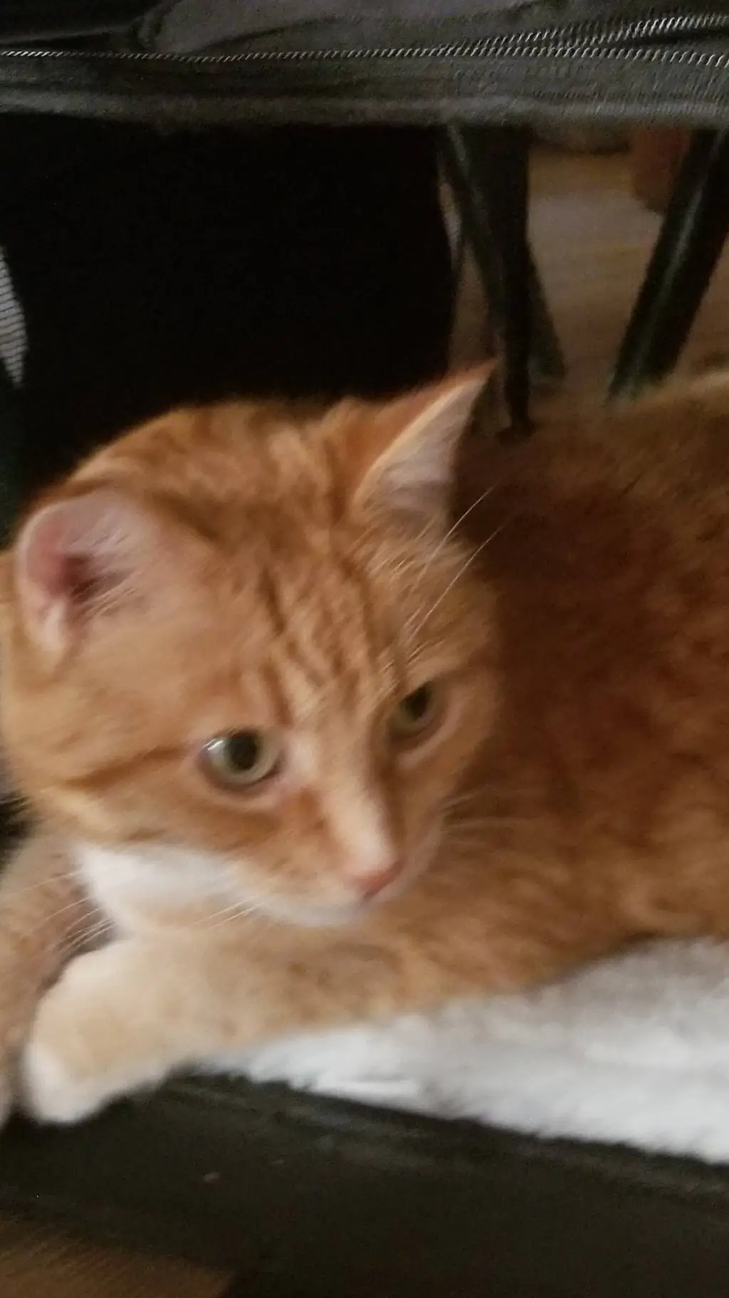 ai character: little kitty background