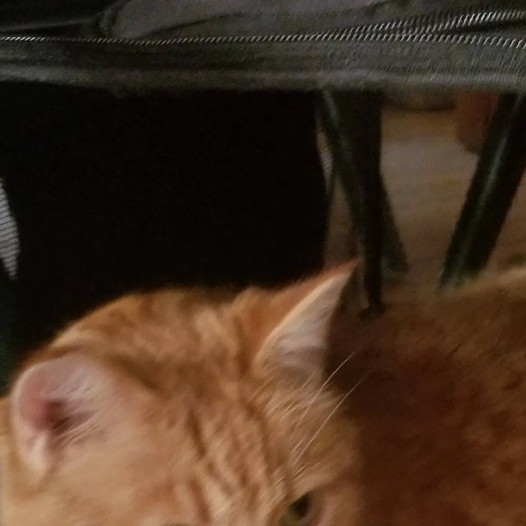 chat with ai character: little kitty