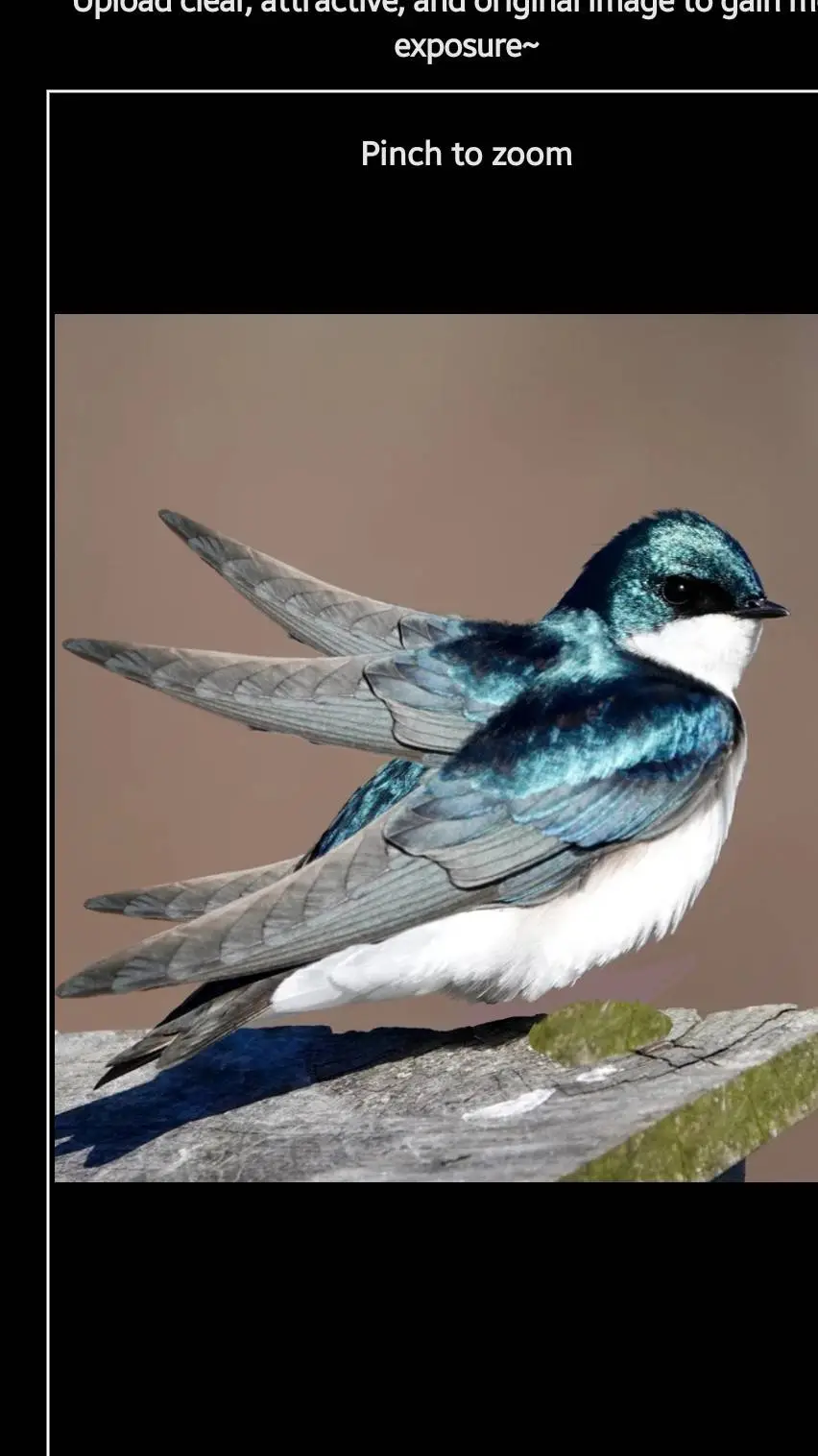 ai character: legless angelbird background