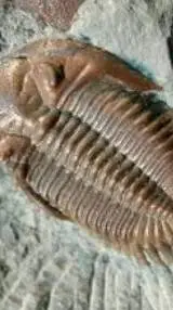 ai character: os trilobitas background