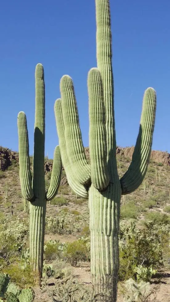 ai character: cactus👍 background