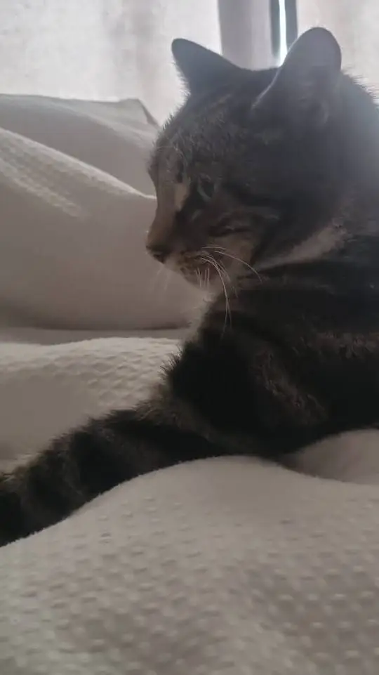 ai character: Ideas for talkies background