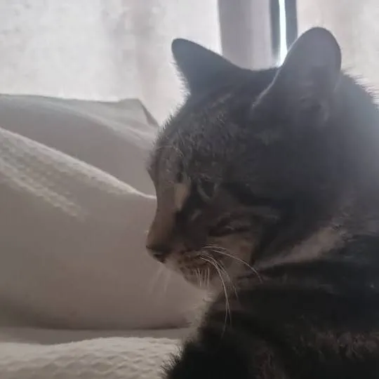 chat with ai character: Ideas for talkies