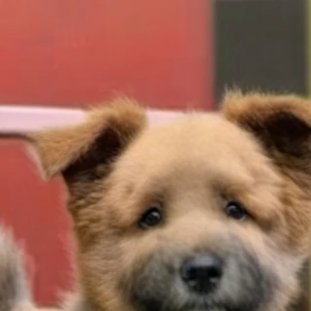 chat with ai character: Tobi tu perrito