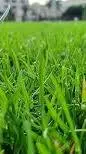ai character: grass background