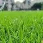 chat with ai character: grass