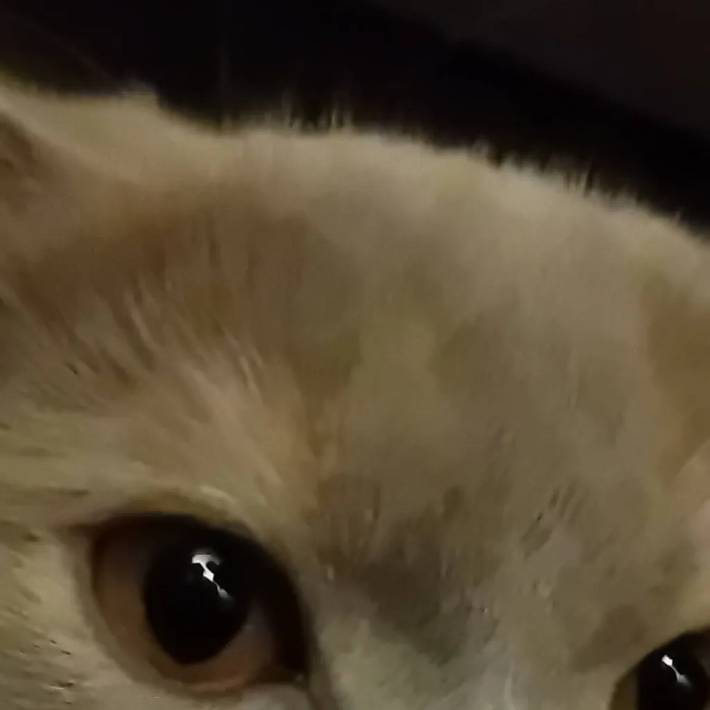 chat with ai character: almighty KITTY